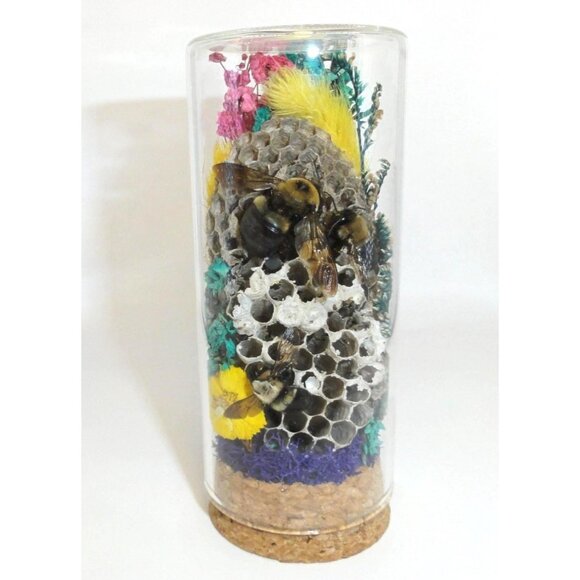 Wasp Nest & Carpenter Bee Oddity Jar curiosity dome hive insect taxidermy goth - Picture 1 of 16